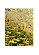 Load image into Gallery viewer, Fine Art Nature Photographic Prints