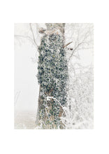 Load image into Gallery viewer, Fine Art Nature Photographic Prints