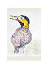 Load image into Gallery viewer, Birds of Countryside and Farmland