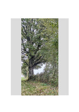 Load image into Gallery viewer, Fine Art Nature Photographic Prints
