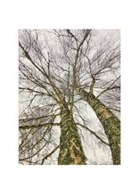 Load image into Gallery viewer, Fine Art Nature Photographic Prints

