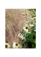 Load image into Gallery viewer, Fine Art Nature Photographic Prints
