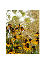 Load image into Gallery viewer, Fine Art Nature Photographic Prints
