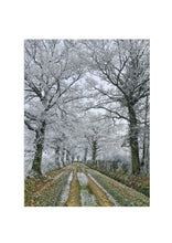 Load image into Gallery viewer, Fine Art Nature Photographic Prints
