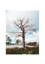 Load image into Gallery viewer, Fine Art Nature Photographic Prints
