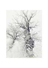 Load image into Gallery viewer, Fine Art Nature Photographic Prints
