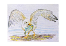 Load image into Gallery viewer, Birds of River and Coast Collection
